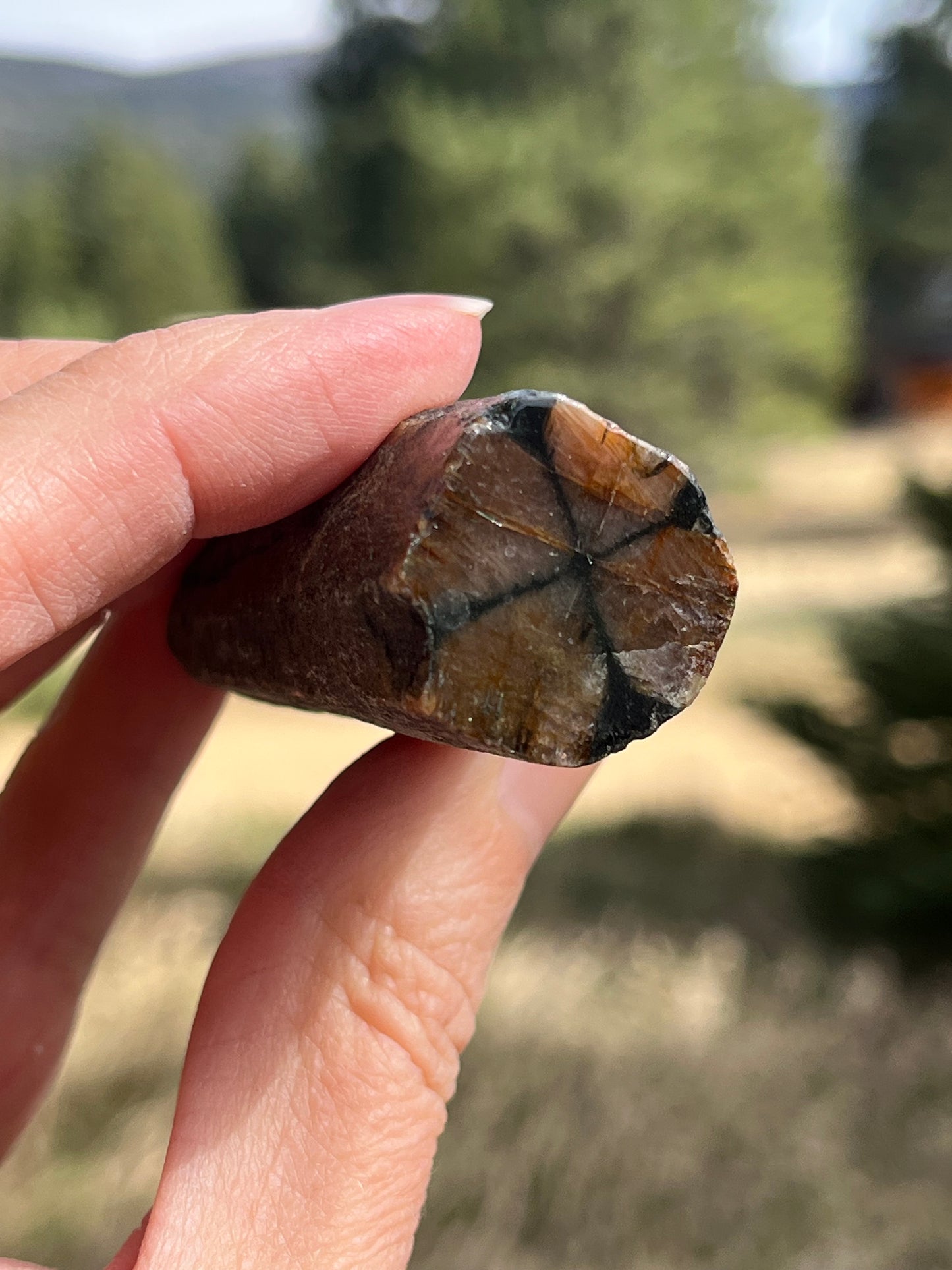 Chiastolite Rough stone for lapidary art