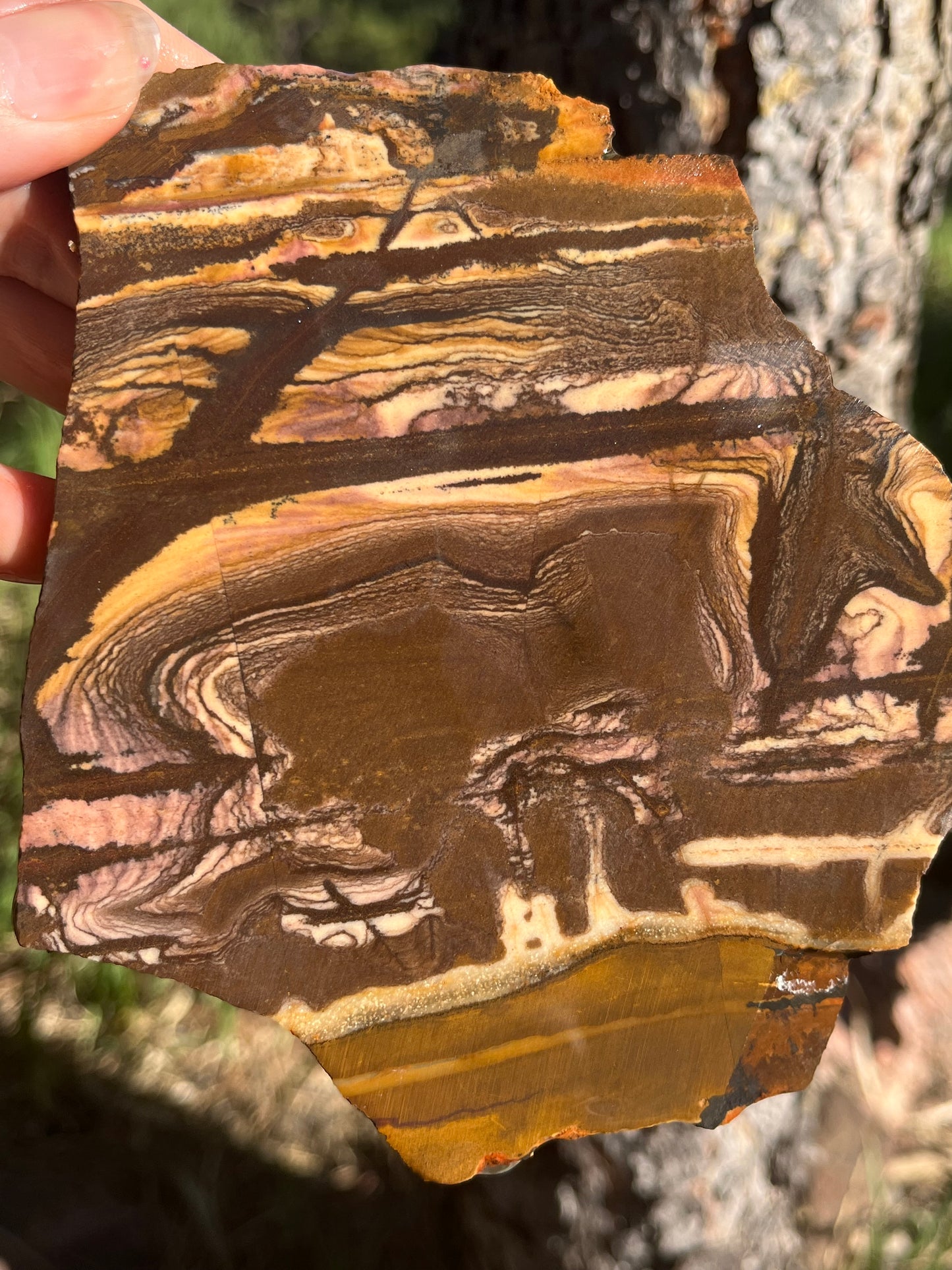 Andromeda Jasper Lapidary Slab Madagascar